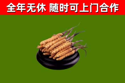 宜春市烟酒回收冬虫夏草.jpg