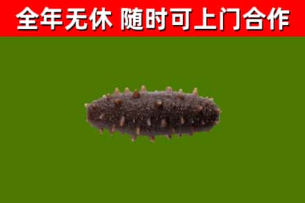 宜春市回收海参干